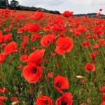 Poppies