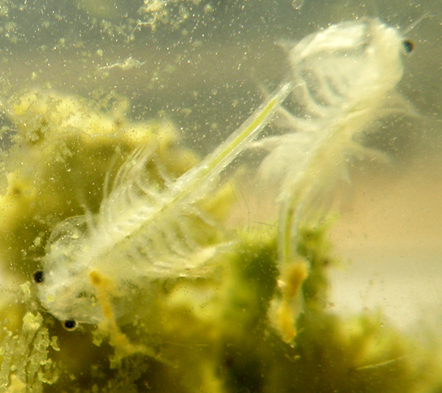 daphnia sea monkeys