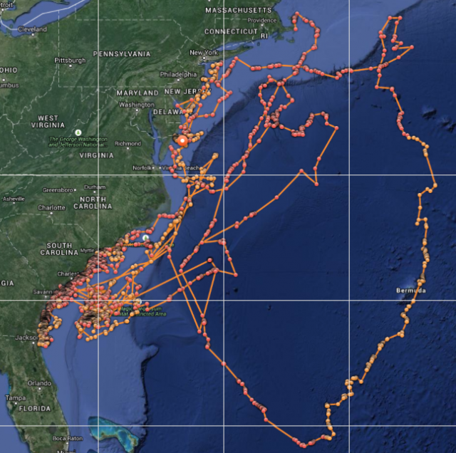 Shark tracker