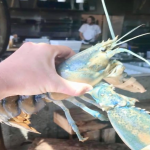 Cotton Candy Lobster