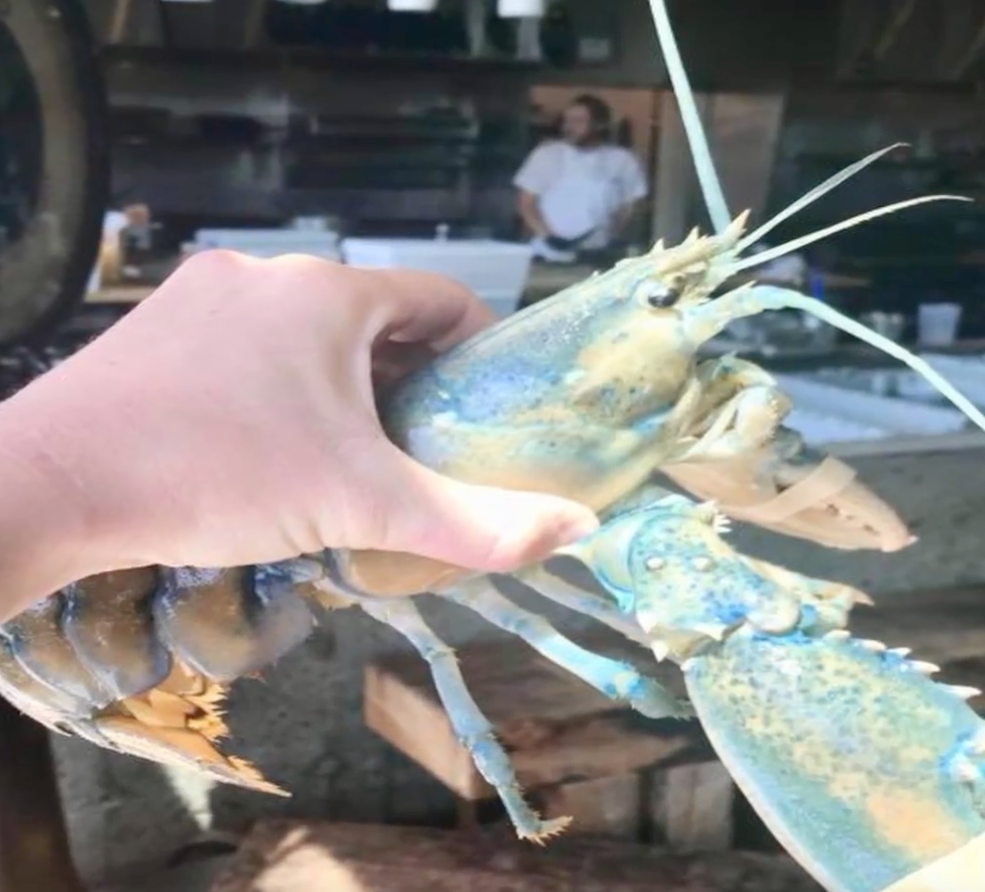 Rare Cotton Candy Lobster Pardoned By Maine Restaurant Pee Wee S Blog