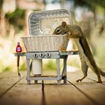 Secret-life-of-squirrels-barbeque