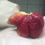 Strawbeary