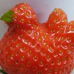 Strawberry-Chicken-lead