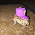 Toad-cap