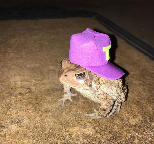 Toad-cap