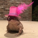 Toad-feather-top-hat