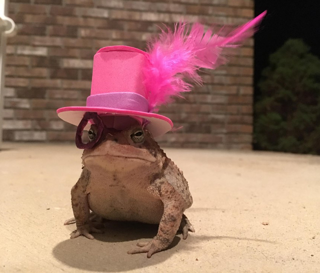 Toad-feather-top-hat