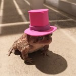 Toad-top-hat