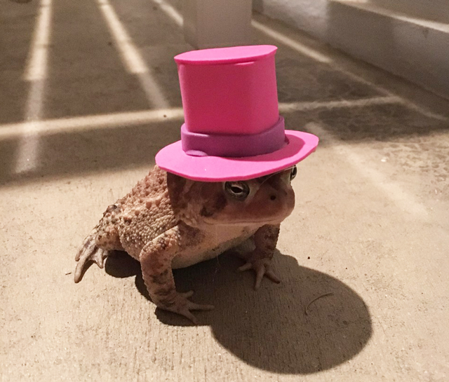 Toad-top-hat