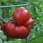 Tomato Duck