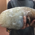 TyphlonusNasusDJB