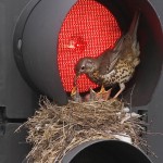 Unusual-bird-home-on-stop-light