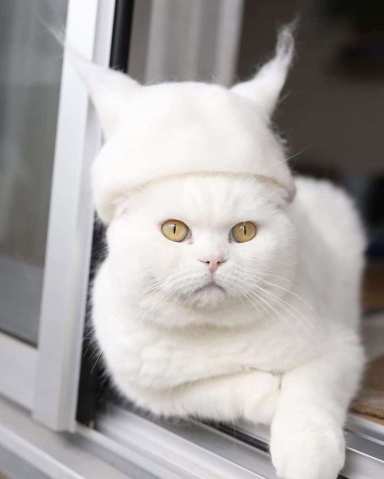 Cat fur hats... for cats!! Peewee's blog