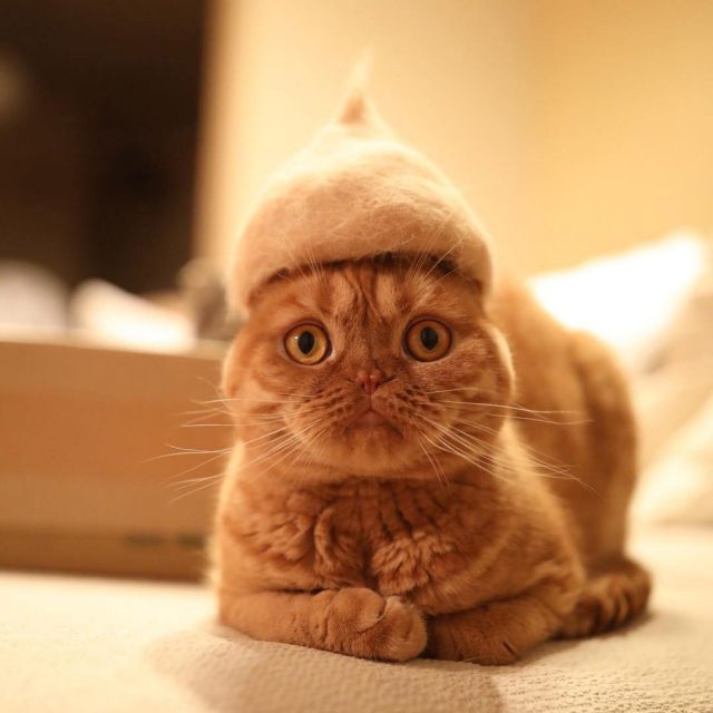 Cat fur hats... for cats!! Peewee's blog