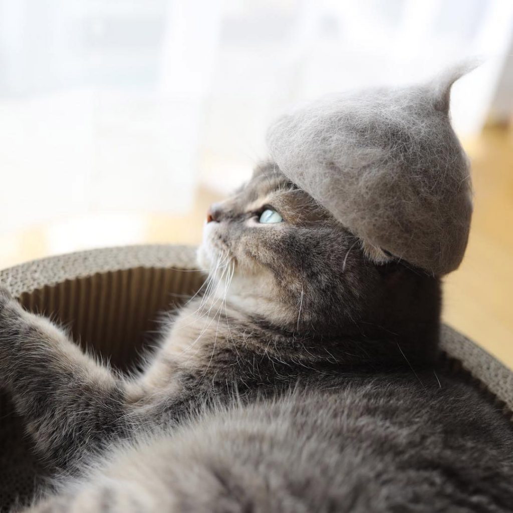 Cat fur hats... for cats!! Peewee's blog