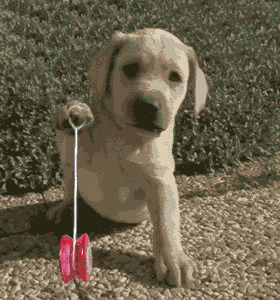 animated-puppie-dog-playing-with-yoyo-s