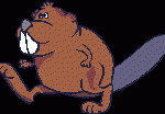 beaver