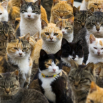 cat-convention