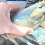 cotton candy lobster