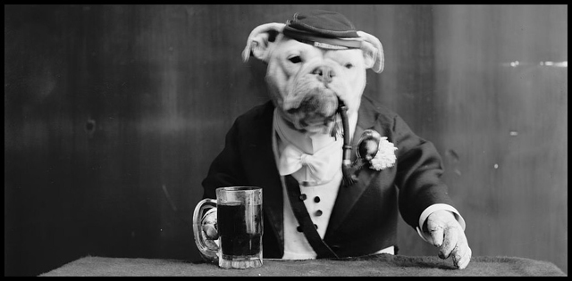 dog-bartender