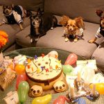 dog-party-1