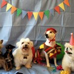 dog-party