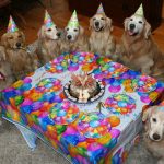 dog-party-2