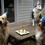 dog-party-3