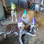 dog-party-6