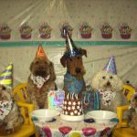 dog-party-8