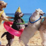 dog-party-crop