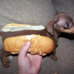 doxie in a bun