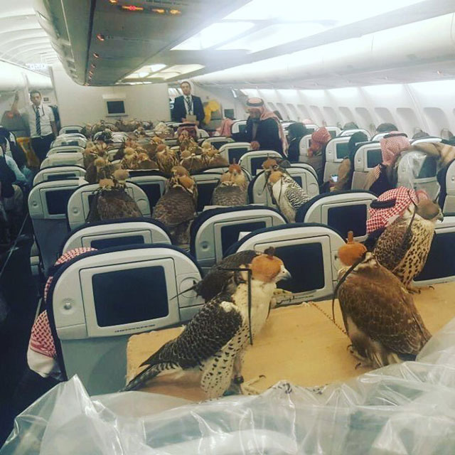 falcons-on-a-plane-social