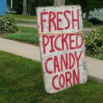 fresh-picked-candy-corn