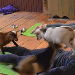 goat-yoga-featured