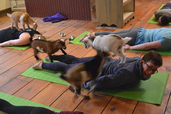 goat yoga