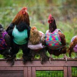 knits-tiny-chicken-jumpers-battery-hens-nicola-congdon-cornwall-61