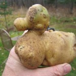 potato-duck