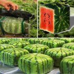 square-watermelon