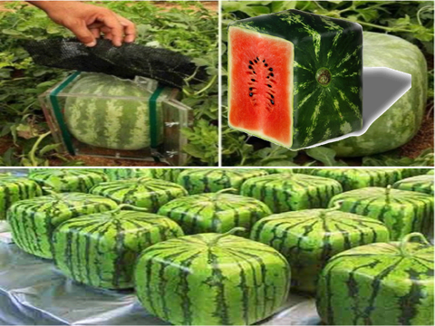 square-watermelon