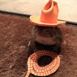 toad-cowboy