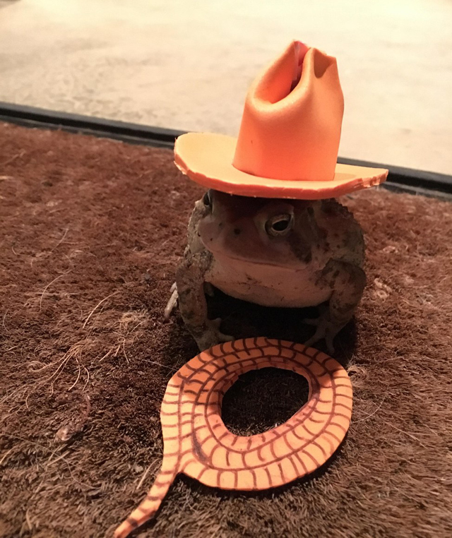 toad-cowboy