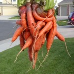 uh oh carrots